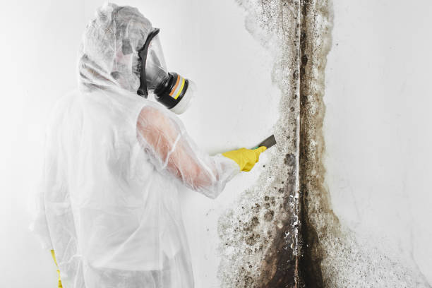 Best Residential Mold Remediation in Slippery Rock University, PA