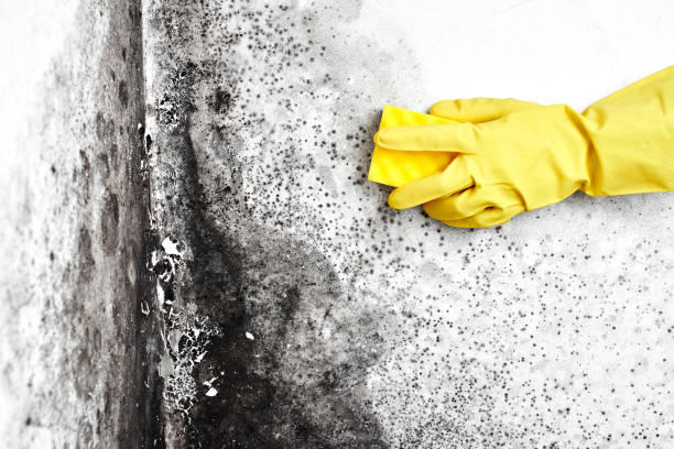 Best Localized Mold Remediation (e.g., coastal areas, humid climates) in Slippery Rock University, PA