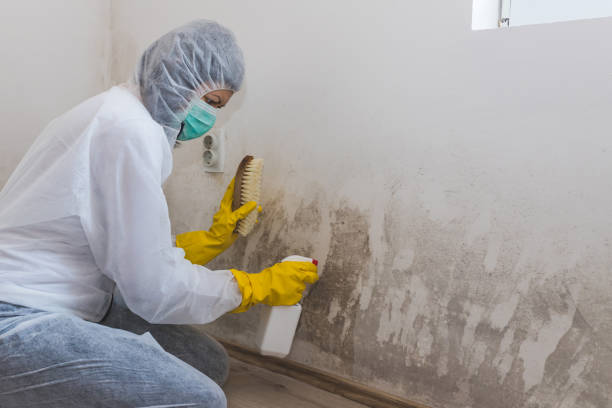 Best Preventive Mold Services in Slippery Rock University, PA