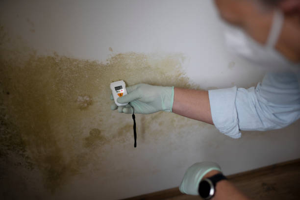 Best Insurance-Related Mold Remediation in Slippery Rock University, PA