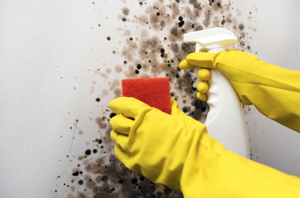 Best Bathroom Mold Remediation in Slippery Rock University, PA