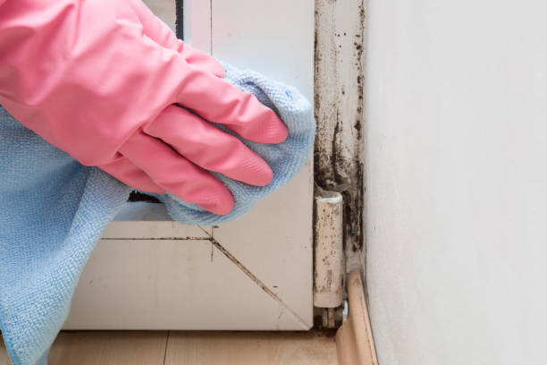 Reliable Slippery Rock University, PA Mold Remediation Solutions